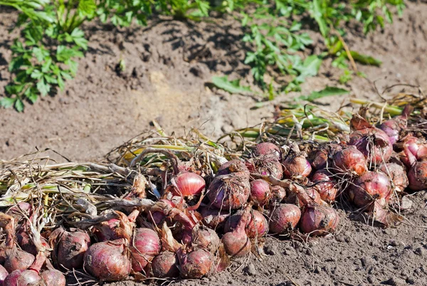 Asciugatura di cipolle coltivate biologicamente sul campo — Foto Stock