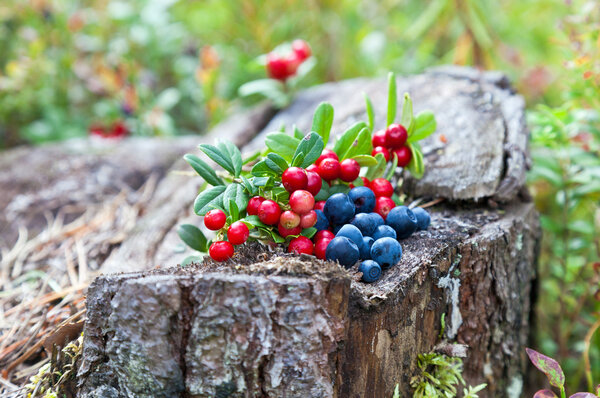 Wild berries on a green vegetative background in the forest