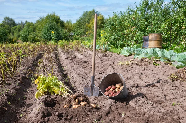 Färsk och rå potatis på fältet — Stockfoto