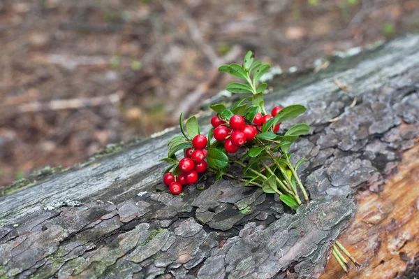 Maduro vermelho cowberry close up — Fotografia de Stock