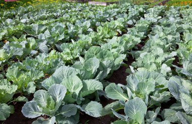 Tarlada yetişen yeşil lahana