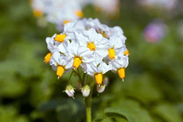 Weiße Blume der Kartoffelpflanze auf dem verschwommenen Hintergrund — Stockfoto