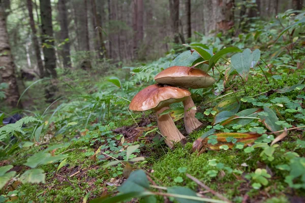 Два лесных гриба в зеленой траве — стоковое фото