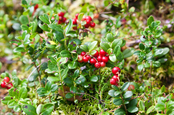 Lingonberry shrub with berries