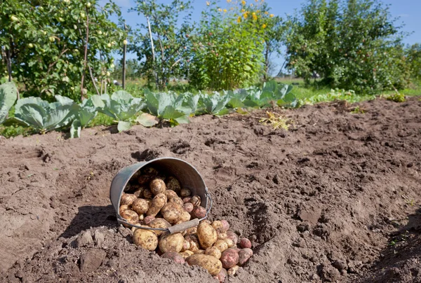 Prima raccolta di patate nuove coltivate biologicamente — Foto Stock