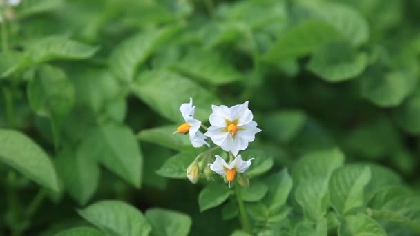 Witte bloem van aardappel plant — Stockvideo