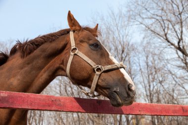 padok bahar at portresi