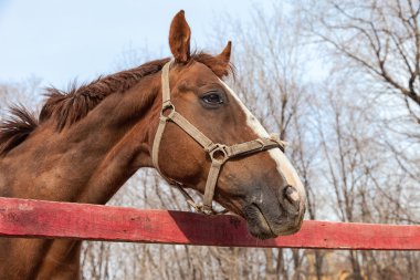 padok bahar at portresi