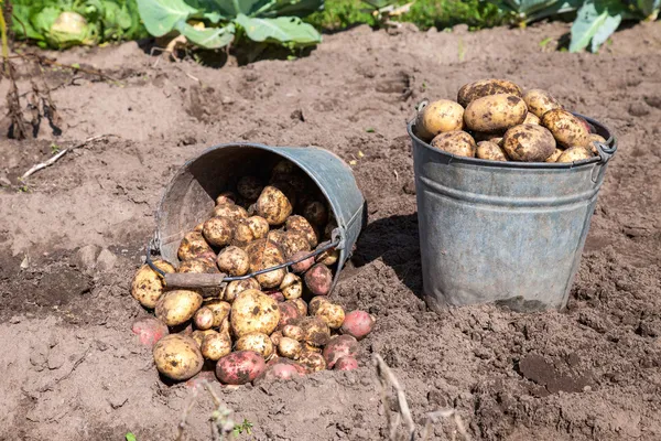 Patate fresche in un campo di patate nella regione Novgorod della Rus — Foto Stock