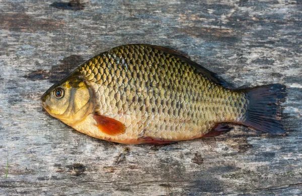 Live freshwater fish carp on a wooden board — Stock Photo, Image