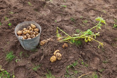 taze patates patates alan rus novgorod bölgesi
