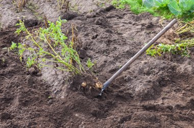 ilk organik olarak yetiştirilen yeni patates hasat