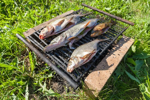 Peixe fresco preparado para fumar quente — Fotografia de Stock