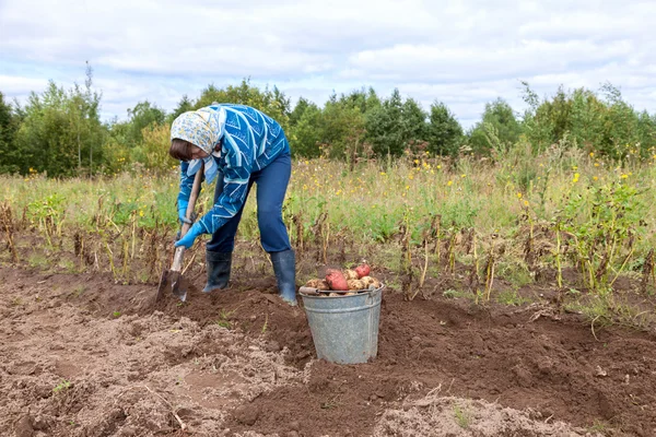 Woman gathering harvest of potatoes at her lands — Stock Photo, Image