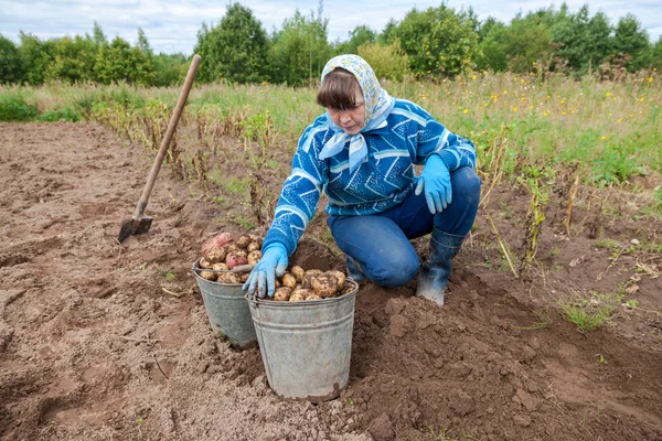 Kvinna samla skörden av potatis på sin mark — Stockfoto