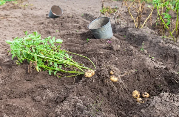 Eerste oogst van biologisch geteelde nieuwe aardappel — Stockfoto