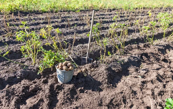 Första skörden av ekologiskt odlade färskpotatis — Stockfoto