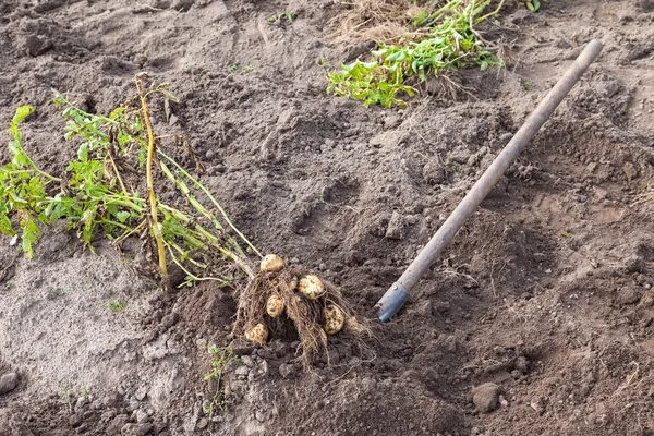 Patatas frescas siendo sacadas del suelo por una pala — Foto de Stock