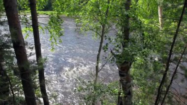 Ağaçların arasından bir nehrin akışı görünümü