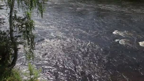 Vista del flujo del río a través de los árboles — Vídeos de Stock