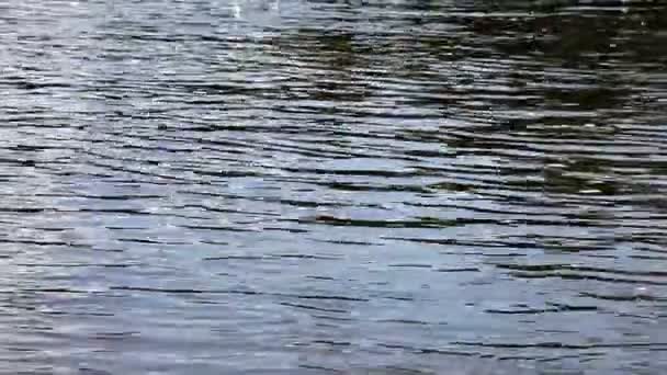 Фон поверхности воды — стоковое видео