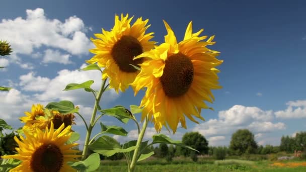 Gelbe Sonnenblumen vor blauem Himmel Hintergrund — Stockvideo