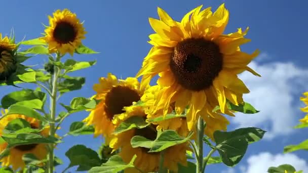 Girasoles amarillos sobre fondo azul del cielo — Vídeo de stock