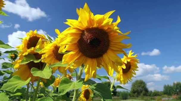 Gelbe Sonnenblumen vor blauem Himmel Hintergrund — Stockvideo