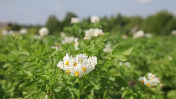 Fleurs de pommes de terre en croissance 
