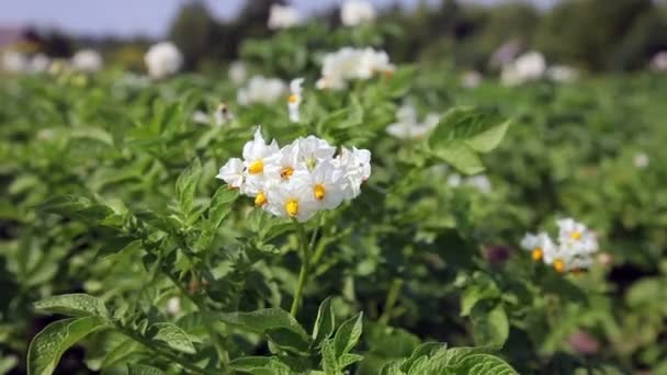 Fleurs de pommes de terre en croissance 