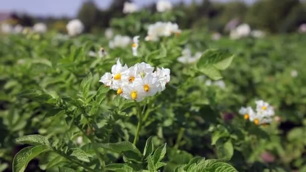 Bloemen van het kweken van aardappel — Stockvideo