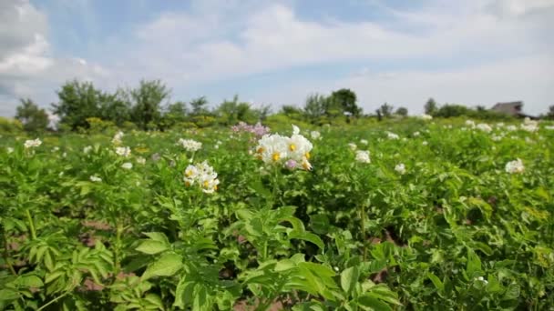 Fleurs de pommes de terre en croissance 