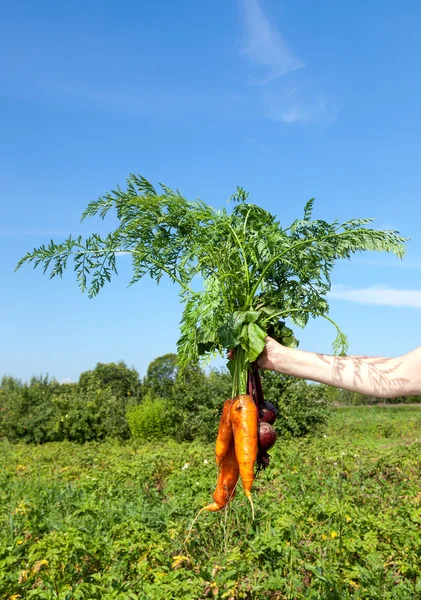 Hand holding fresh carrots and beetroots on green field backgrou — Stock Photo, Image