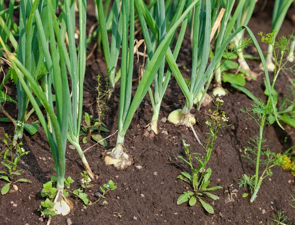 Primo piano della piantagione di cipolle nell'orto — Foto Stock