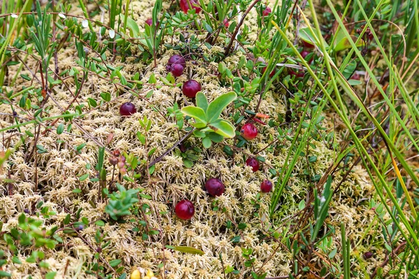 袋の中で成長する野生のクランベリー、秋の収穫 — ストック写真