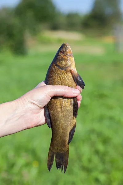 Tench grande de agua dulce en la mano —  Fotos de Stock