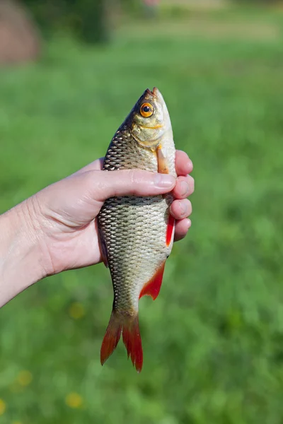 Freshly caught fish rudd in the hand — Stock Photo, Image