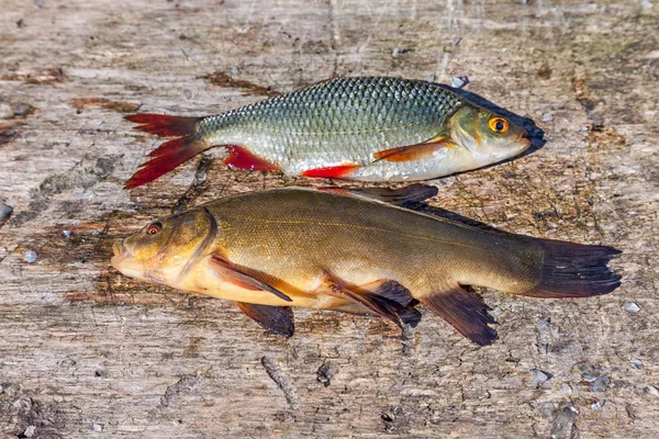 Raw fish tench and carp on wooden background — Stock Photo, Image