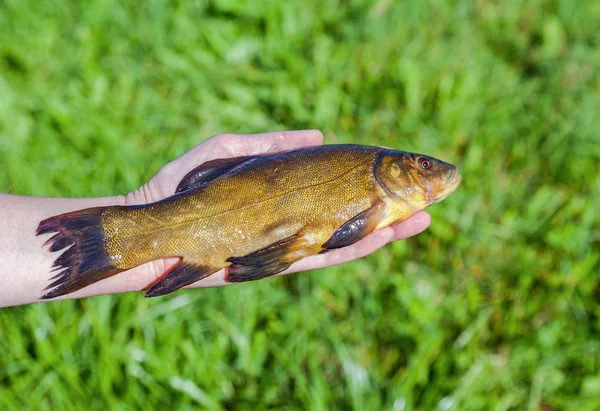 Tench grande de agua dulce en la mano —  Fotos de Stock