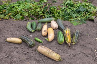 sebze bahçesinde büyüyen yeşil kabak