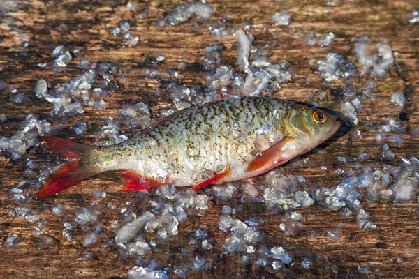 Roher Fisch roh auf altem Holzschneidebrett — Stockfoto