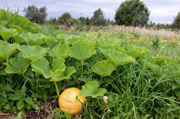 Orange pumpkin growing on the vegetable patch — Stock Photo, Image