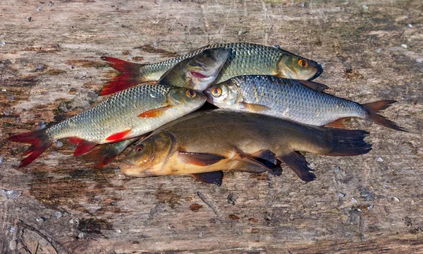 Peixe de água doce cru no velho tabuleiro de madeira — Fotografia de Stock