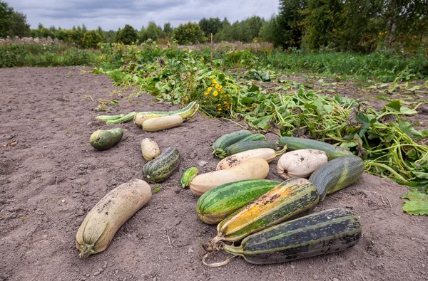 Green zucchini growing in the vegetable garden — Stock Photo, Image