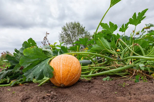 Orange pumpkin growing on the vegetable patch — Stock Photo, Image