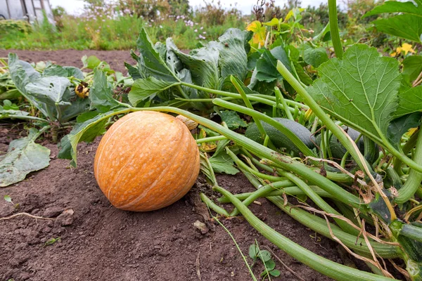 Orange pumpkin growing on the vegetable patch — Stock Photo, Image