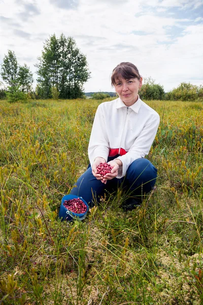 Young woman gathers cranberries in a swamp — Stock Photo, Image