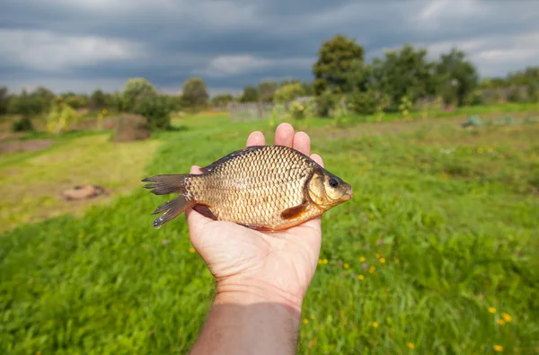 Gran cruciano de peces de agua dulce en la mano —  Fotos de Stock