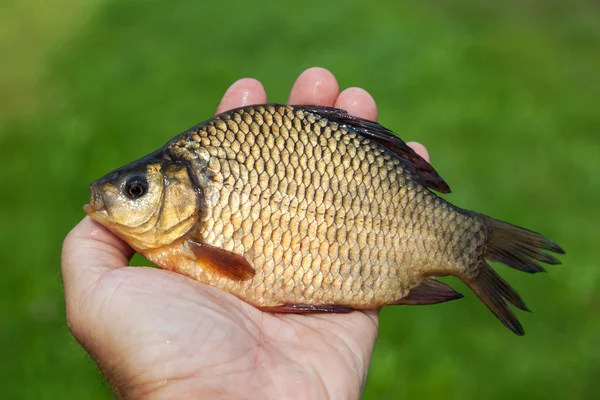 Large freshwater fish crucian in the hand — Stock Photo, Image