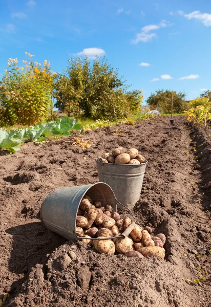 Färsk och rå potatis på fältet — Stockfoto